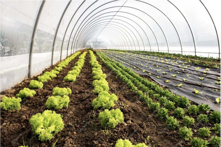 agriculture sous serre